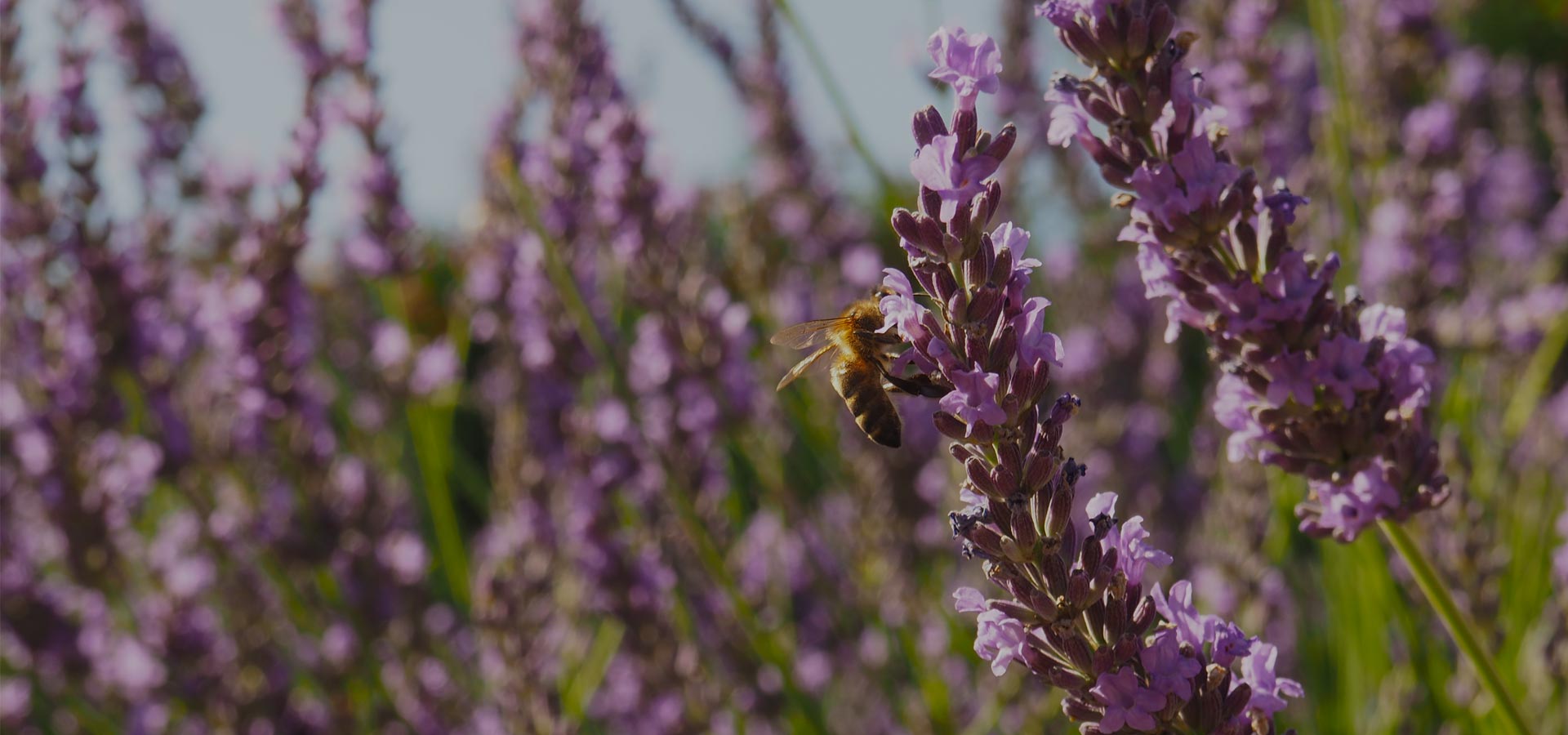 Algarve Landscape Architects